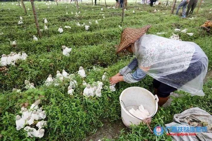 贝江乡领导团队焕新，共筑乡村未来新篇章