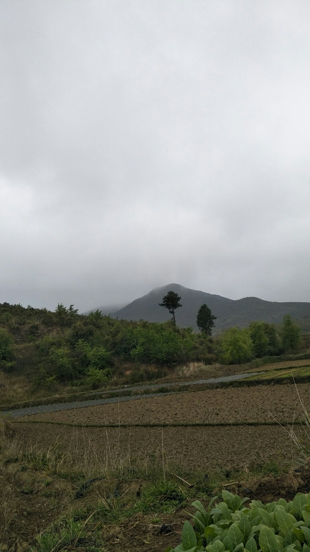 八马牧场村委会天气预报详解